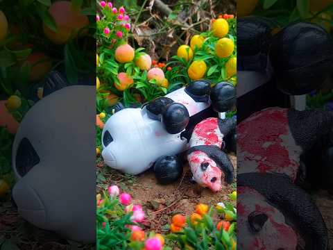 PANDA MELAHIRKAN‼️ WADIDAU PROSES POTONG SAPI‼️ #sapi #sapilucu #shorts