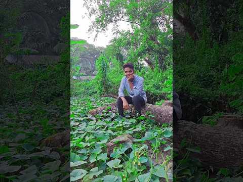 বৌমা আসো আমরা একটা ছবি তুলি #funny  #comedy #shorts #viralvideo #trending #shortvideo #youtubeshorts
