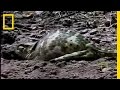 Chameleon Reproduction and Behavior