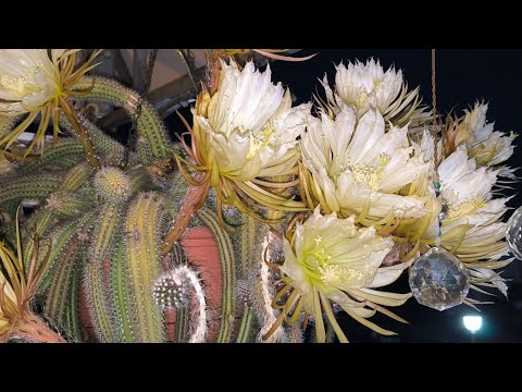 This cactus blooms for only one night, admire it now live 🪷
