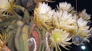 Rare Cactus Blooming Overnight 🌵 Smell Beyond Words 