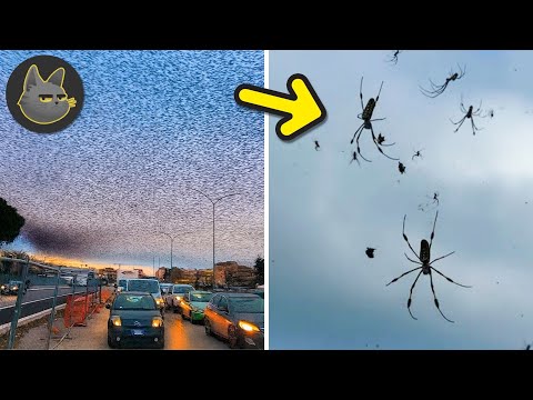 10 Animales Que Llovieron De Forma Misteriosa