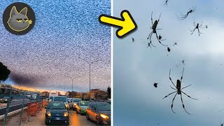 10 Animales Que Llovieron De Forma Misteriosa