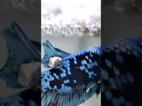 மீன் இனப்பெருக்கத்தின் சோகமான பகுதி | saddest part of betta fish breeding