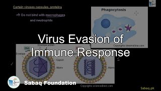 Virus Evasion of Immune Response