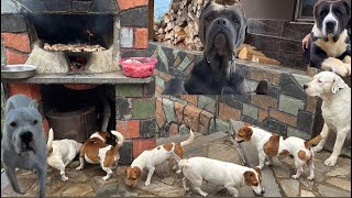 KÖPEKLERİME MERMERDE MANGAL YAPTIM