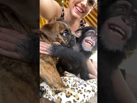 Happy international dog day! ☮️❤️♾️ #dog #dogs #chimpanzee #chimp #cute #cuteanimals