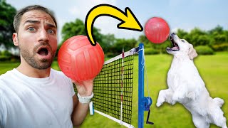 MEGTANÍTOTTAM A KUTYÁMAT RÖPLABDÁZNI! - Toby VLOG