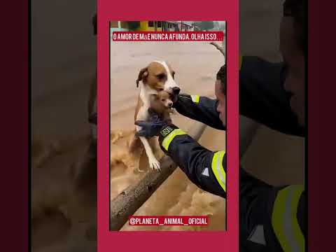 হাই রে মা 😂😂😭😭 #song #music #trailer #entertainment #englishfootballclub #mustafiz