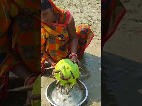 fish catching with Kaddu by river traditional fishing trap,small fish catfishing,river small fishing