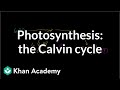 Calvin Cycle and Light Reactions