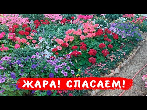 Как помочь растениям в аномальную жару?