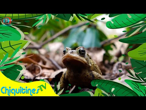 Los Animales de la Selva - Sonidos de Animales para Niños