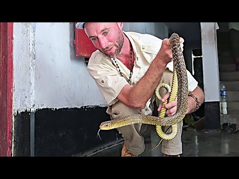 House Call to Remove a 6 Ft Rat Snake