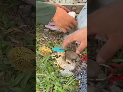 They Discovered an Invaluable Treasure in a Safe Water Pit on the Beach! ๐ค๐ฑ |#metaldetecting #shorts