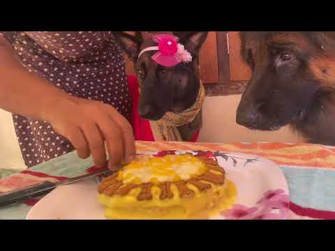 ലൈക്കയുടെ birthday ആണ് 🎂🎈|Laika|Leo|Chottu|DileeKumar|