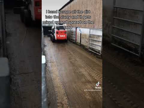Bobcat cleans cattle handling system with tyre scraper🤭👏🏻 #cleaner #farmer #farming #machinery