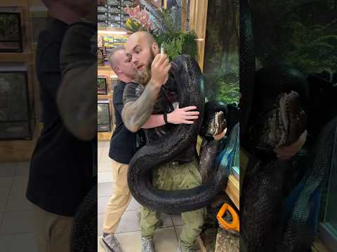 #змея #питон #рептилии #экзотика #reticulatedpython #snake #snakevideo