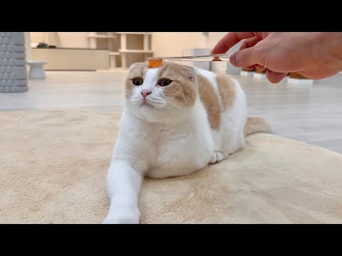 濡れた歯ブラシで撫でると猫が昇天するらしいのでやってみたらこうなっちゃいましたwww