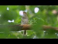 Birds Chirping Quiz