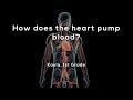 Understanding the Human Heart