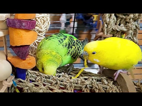 7 hours of budgie sounds for lonely birds