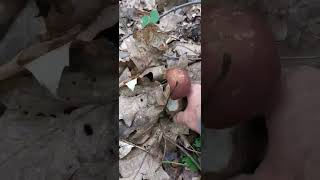 Білий Гриб в Дубовому лісі!