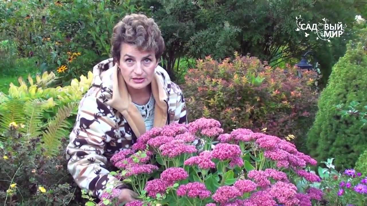Неприхотливые садовые цветы Очиток видный и многолетняя астра