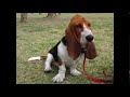 Basset Hounds Quiz