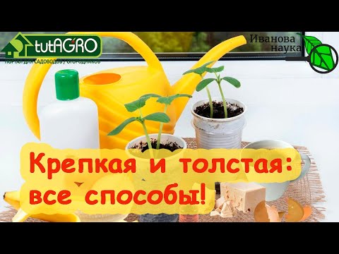 Толстая и крепкая рассада. Все способы: от запретных до эффективных. Вырастить коренастую рассаду.