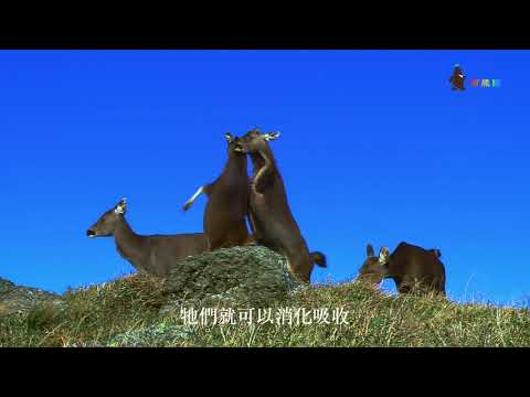 《有熊國》生態影音系列 - 七部曲《水鹿》 - YouTube(5分55秒)
