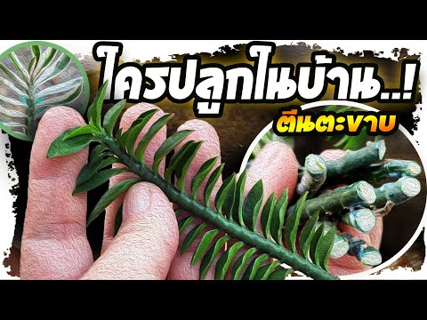 ปลูกในบ้าน..!! อาจเจอกับเรื่องเหล่านี้ ต้นบันไดเศรษฐี (ตีนตะขาบ ) โบราณพูดไว้น่าคิด | Nava DIY