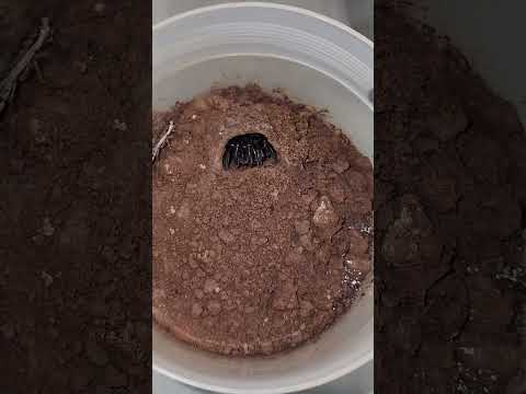 Euoplos species TRAPDOOR SPIDER is NOT hungry