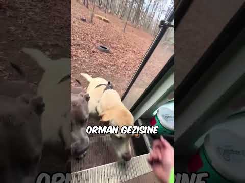 Birini Kurtarayım Derken Diğerlerini Kaçırdı.. 😅 🐶