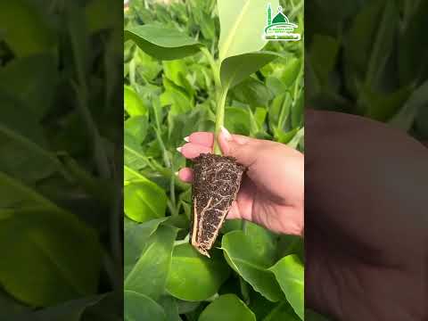 বাণিজ্যিকভাবে কলার চারা উৎপাদন,কৃষিতে নতুন বিপ্লব 🌱🍌