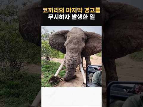코끼리의 경고를 무시하자 발생한 일