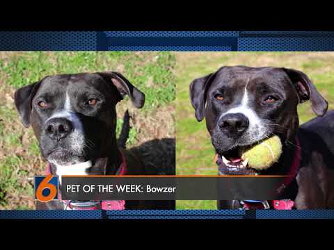 Pet of the Week: Bowzer