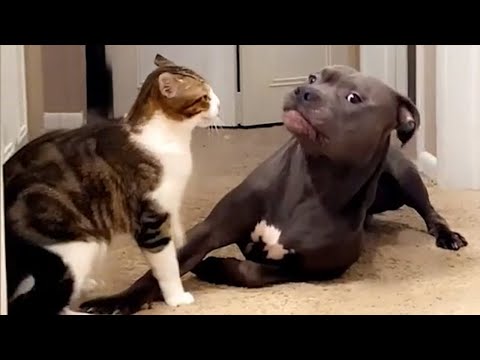 Try Not To Laugh 😅 Funniest Cats and Dogs 😄 Funniest Animals part 5