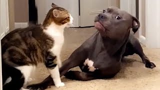 Try Not To Laugh 😅 Funniest Cats and Dogs 😄 Funniest Animals part 5