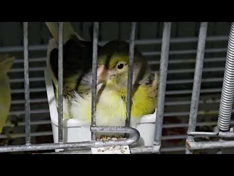 Peguei no flagra!! Vai começar a reprodução.