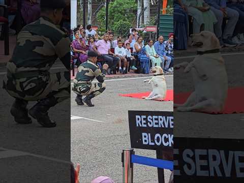 BSF Dog 🐕 and BSF👮🏻‍♂️ Soldier ki Khubsurat 🥰 Performance #bsf #dog #15august #shorts #dog