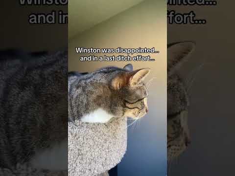I surprised my cat… #catsofyoutube #catshorts #birds