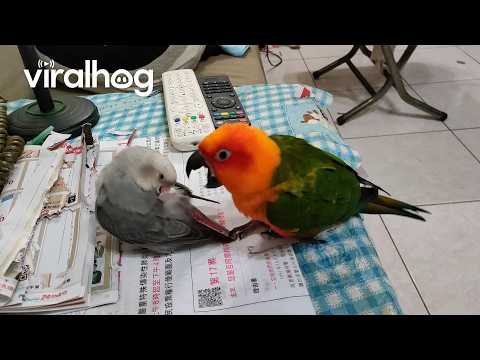 Try Not To Laugh 😂 Funniest Parrot Moments! || ViralHog