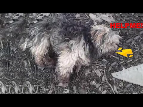 A poor dog convulsed, screamed in pain—this nightmare hides a heartbreaking truth!