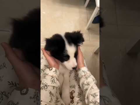 I 3 cani più intelligenti del mondo #curiosità #bordercollie #cane #barboncino #dog #intelligent