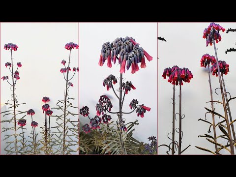 Mother of Thousands - Nature's Self Cloning Wonder! | Hindi/Urdu