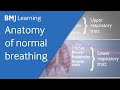 Respiratory System Functions and Anatomy