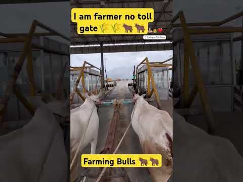 I am a farmer no toll gate no stop farmer bull's ? village farmers Bulls reels ????