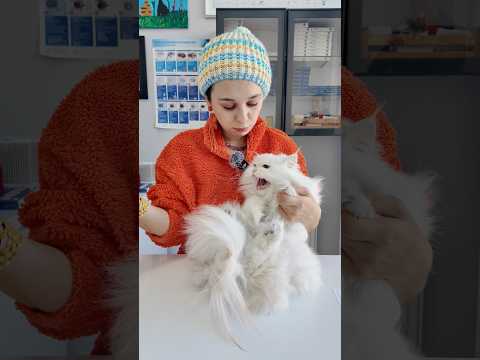 Tüy bulutu gibi kedi😍😅