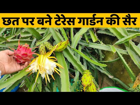 छत पर बने गार्डन की सैर | Terrace Garden Tour And Plant Update With Winter Gardening Tips In Hindi